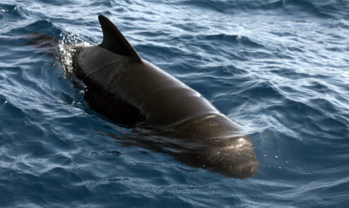 Cuatro ballenas piloto quedan varadas en balneario de Humacao en primer caso de 2026