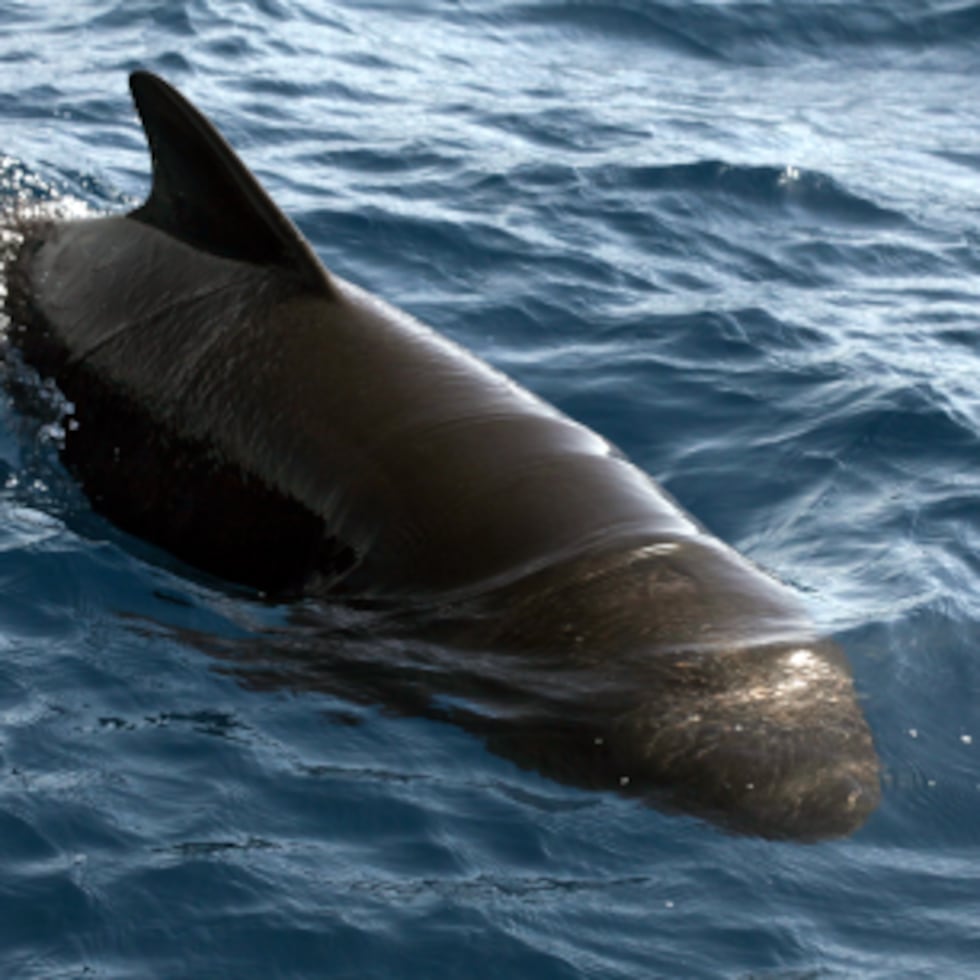 Aunque se les conoce como ballenas, pertenecen a la familia de los delfínidos, al igual que los delfines y las orcas.