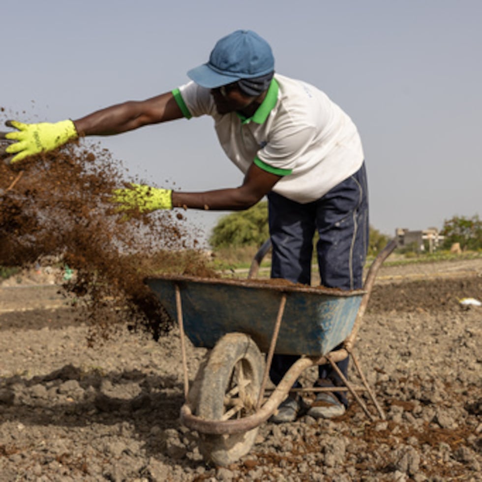 Farah Jammeh arroja compost orgánico sobre los campos en la cooperativa de Rufisque, Senegal.