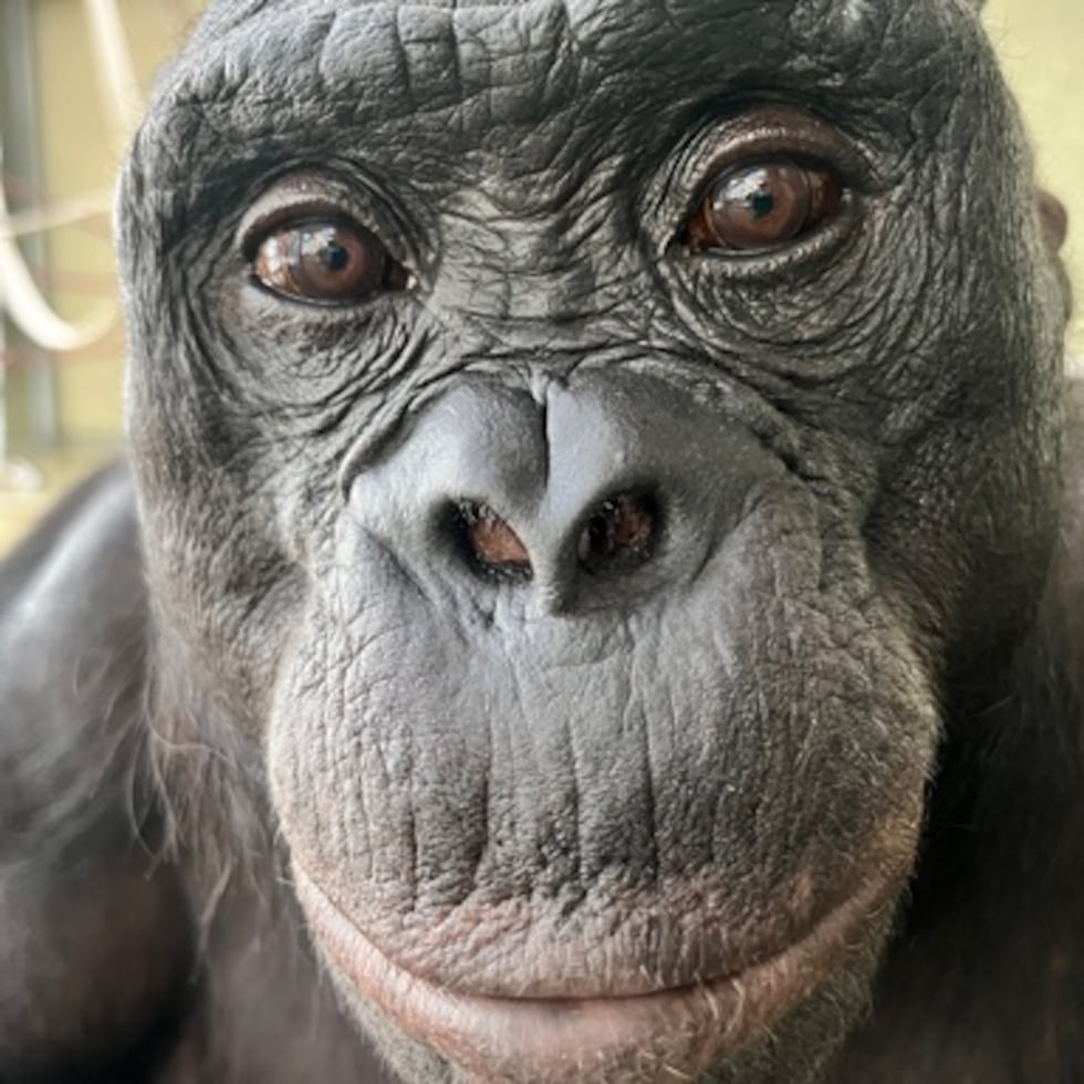 Esta foto sin fecha facilitada por Ape Initiative muestra a Kanzi, un bonobo que aprendió a comunicarse con los humanos, en Des Moines, Iowa.