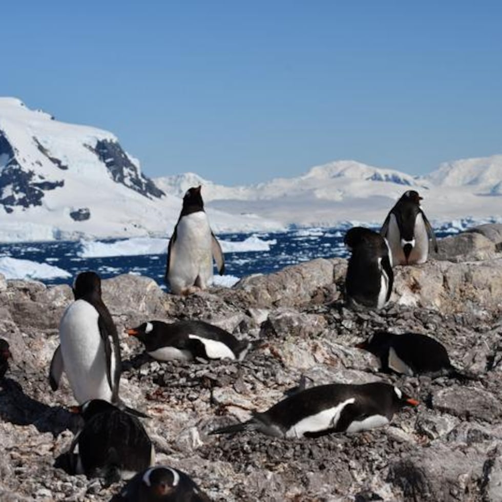En la imagen, una colonia de pingüinos papúa en Puerto Neko, en la Antártida.