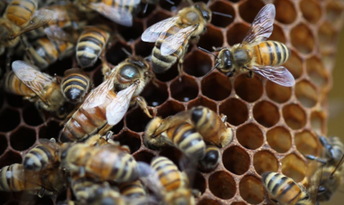 Tragedia en Toa Alta: hombre muere tras ser atacado por un enjambre de abejas