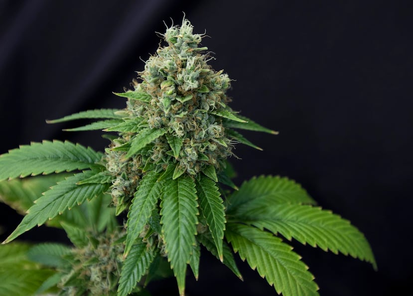 Chris Van Hook lleva más de 15 años mejorando las prácticas de su cultivo en Estados Unidos y Canadá con el Clean Green Certification Program y se unió al esfuerzo local cuando la Ley del Cannabis Medicinal entró en vigor en el 2017. (GFR Media)