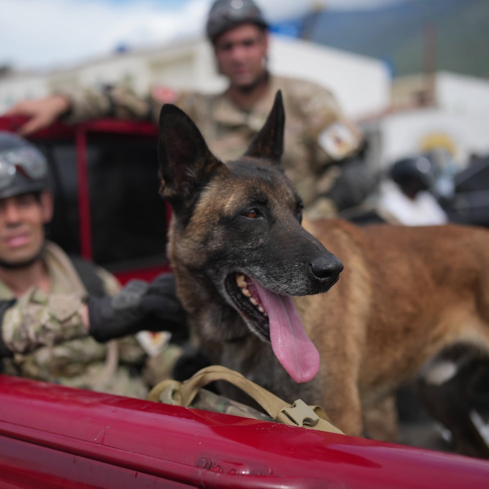 Bart, uno de los perros del contingente argentino desplegado en Venezuela, participó de un operativo junto con su guía, el agente civil Cristian Giroti, para rescatar a dos menores atrapados bajo escombros.
