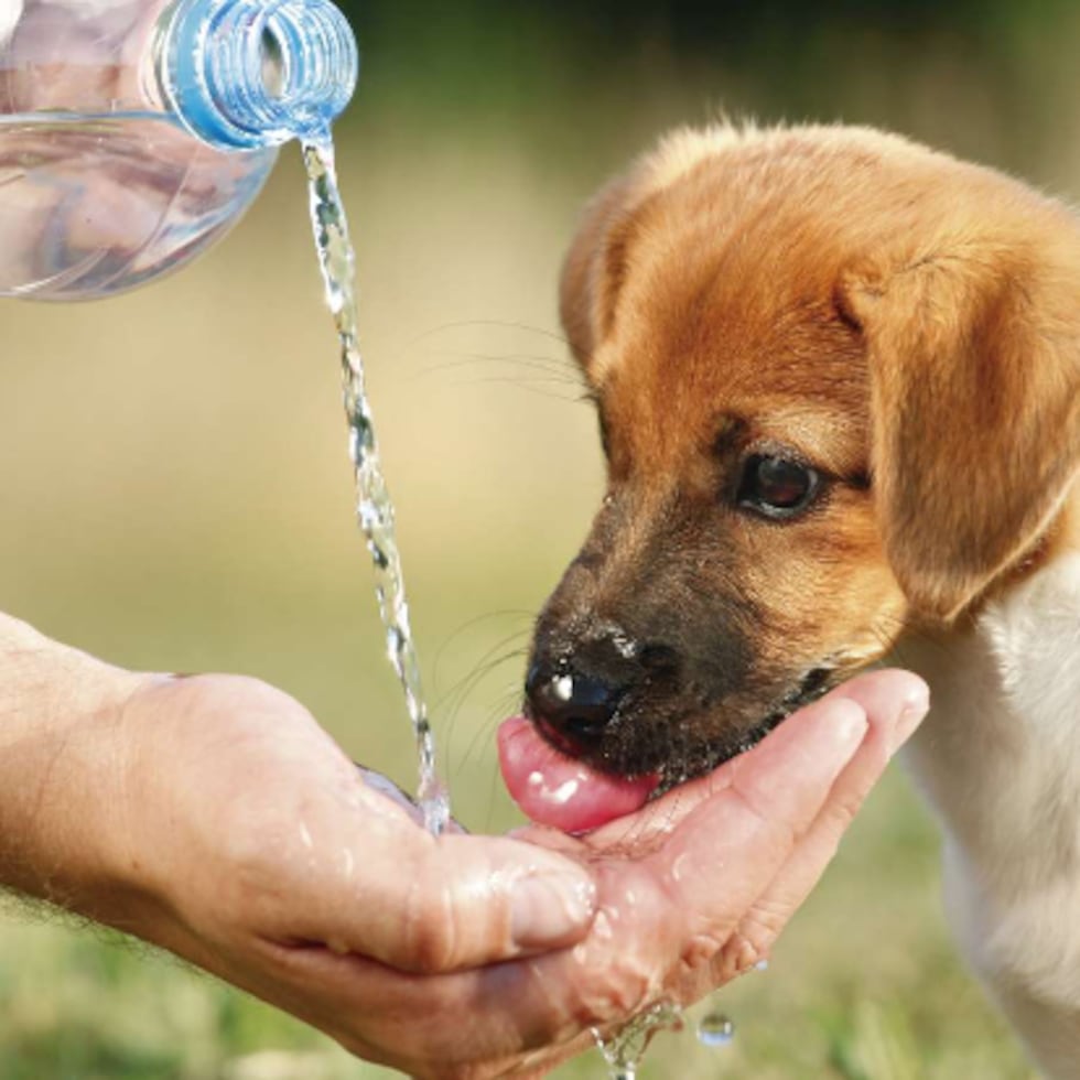 Asegúrate de que tu mascota tenga acceso constante a agua limpia y fresca.