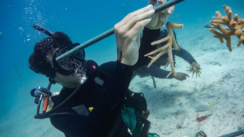 Nicolás Gómez Andújar, de 28 años, estudió Ciencias Ambientales en la UPR de Río Piedras y completó una maestría en Manejo de Recursos Marinos en la Universidad Estatal de Oregon.