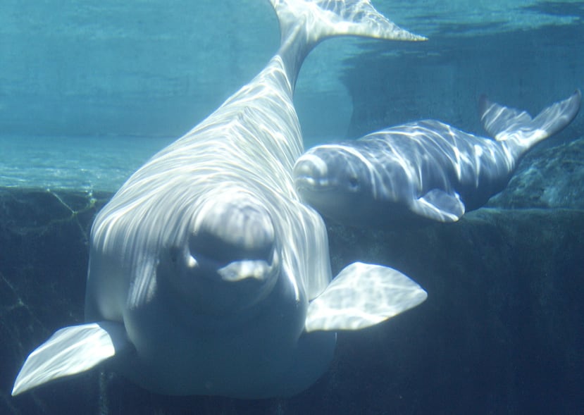 Las ballenas beluga bajaron de 1,300 a 340 en las últimas décadas, y su número sigue bajando en la Ensenada de Cook, en Alaska. (AP / Richard Lam)