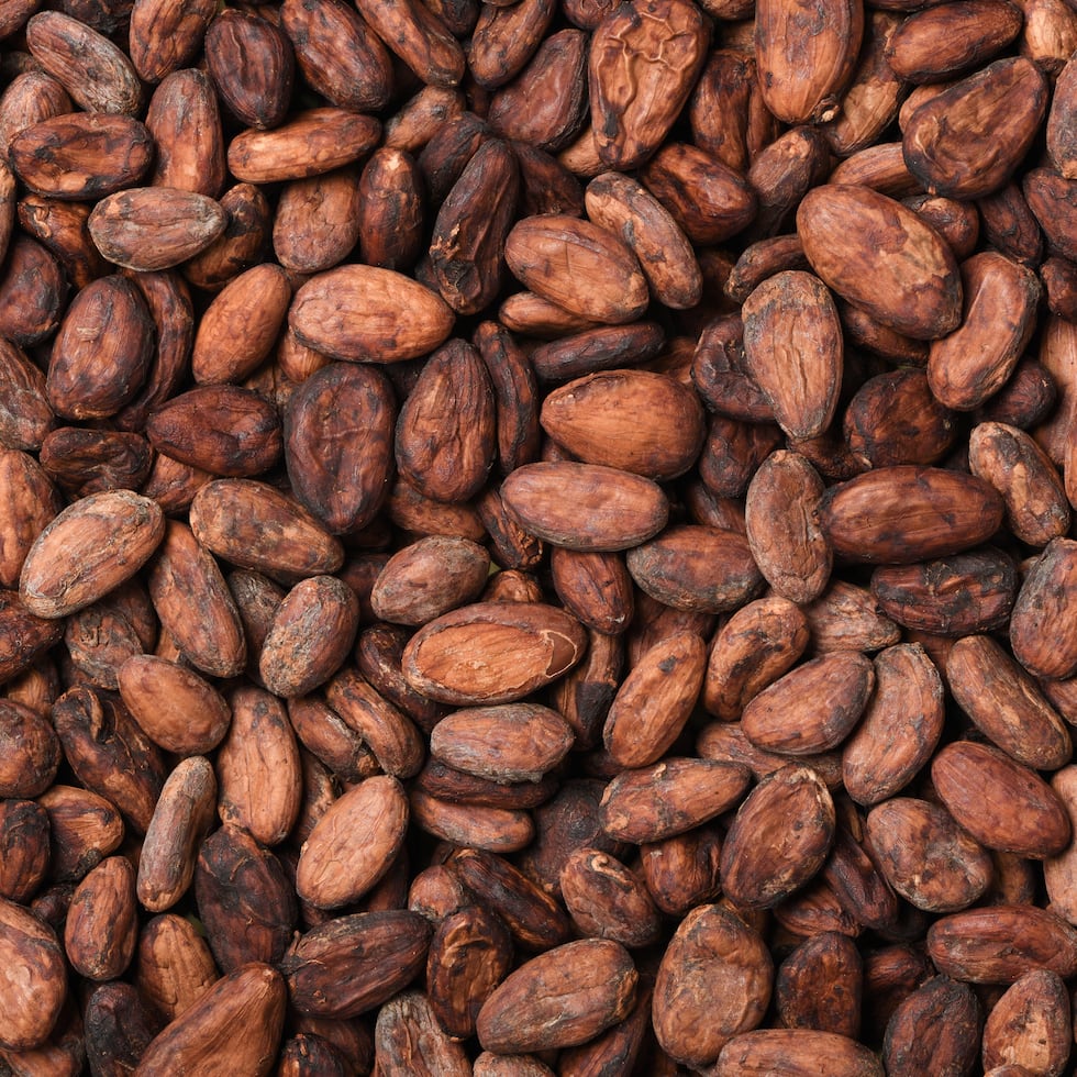 La industria cacaotera en Puerto Rico comenzó a formarse hace poco más de una década.