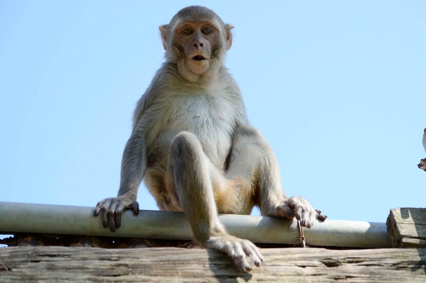 Actualmente, el cayo es habitado por unos 1,300 rhesus que son protagonistas de investigaciones científicas.