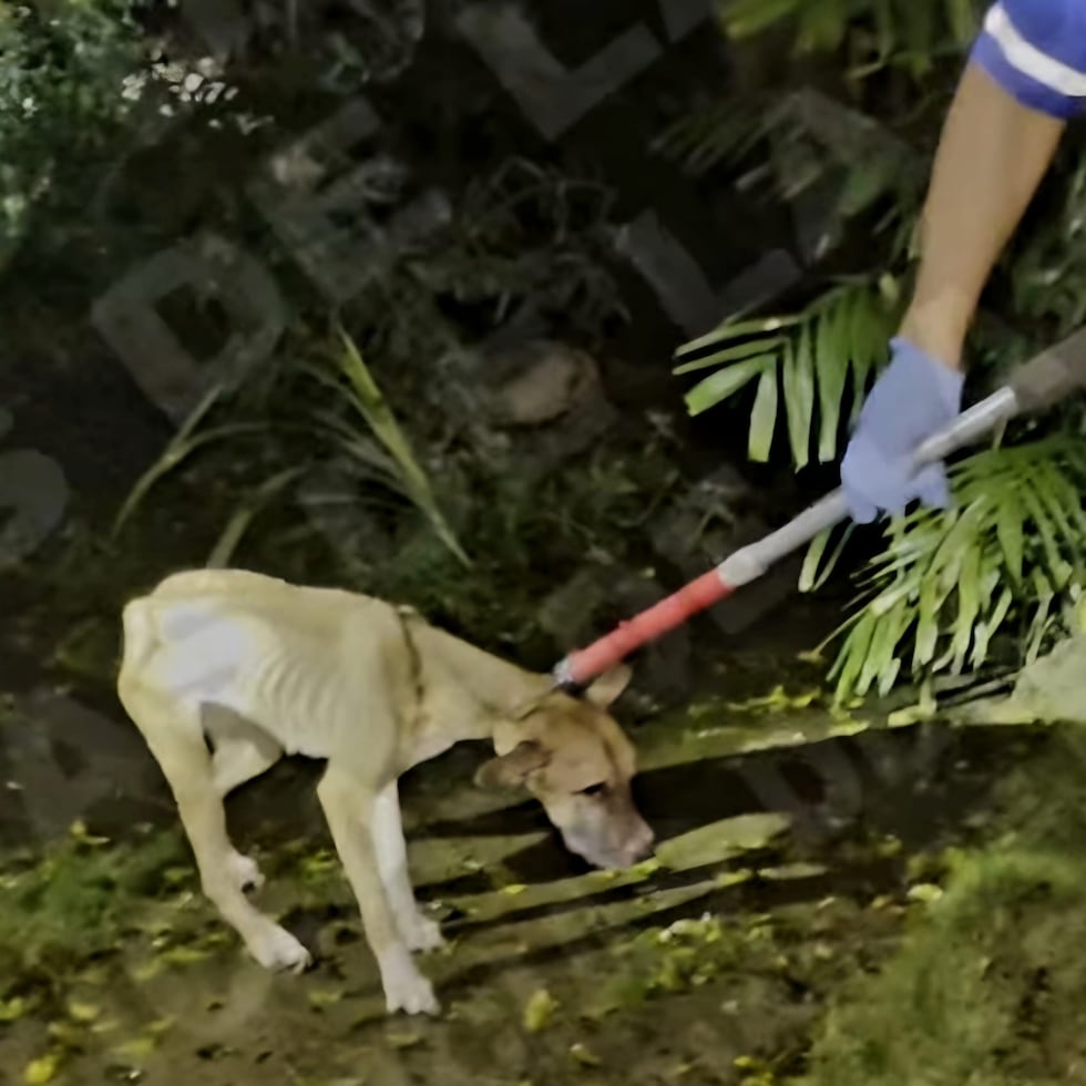 Agentes de la Policía de Puerto Rico diligenciaron una orden de allanamiento en horas de la noche del martes en una residencia en Bayamón.