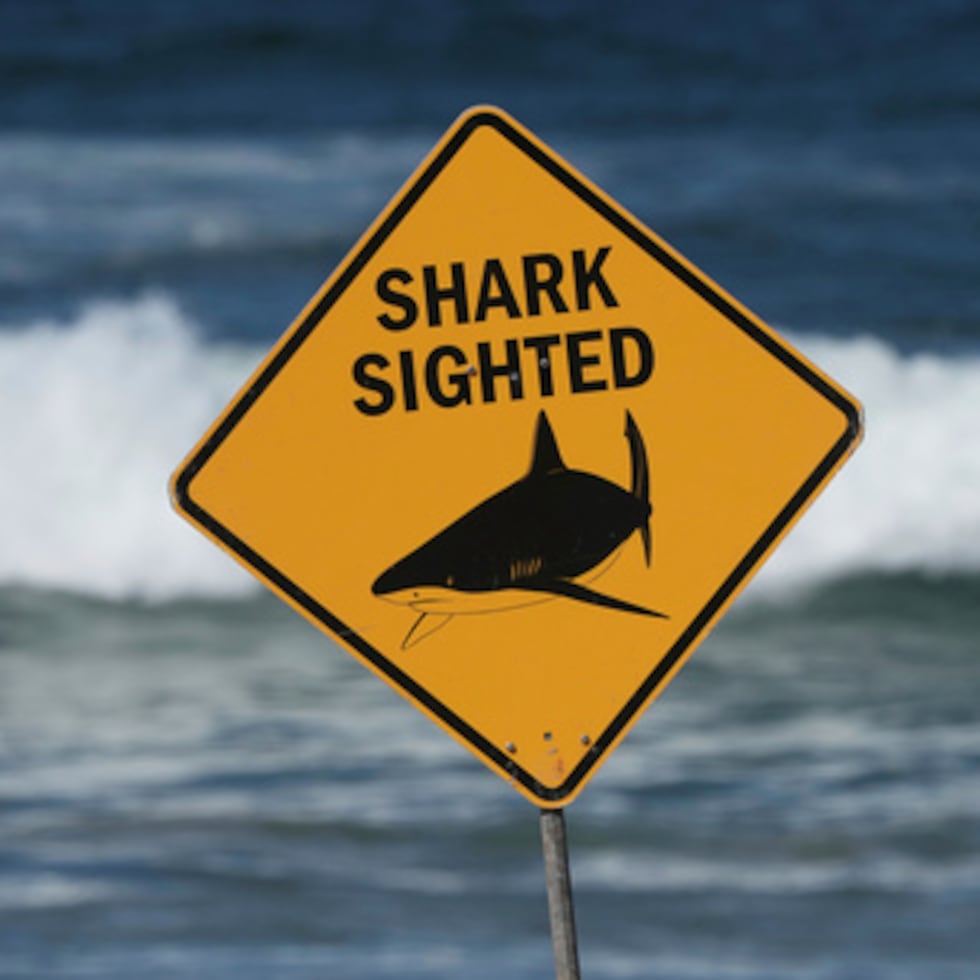 Los científicos habían determinado que la pareja había sido atacada por un gran tiburón toro