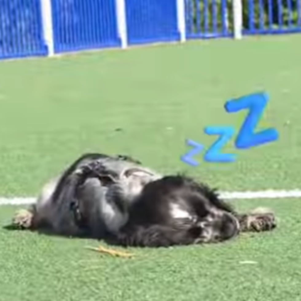 El pequeño Gösta tiene 15 semanas y padece narcolepsia.