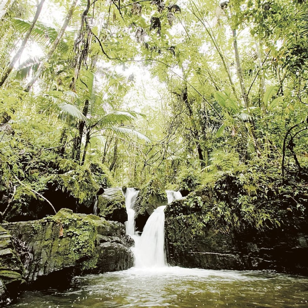 Lo que está en entredicho aquí es la conflictiva relación que hemos establecido con el mundo natural: la forma despiadada en la que talamos los árboles, construimos a mansalva y abusamos de las tierras fértiles y las cuencas de los afluentes, escribe Manolo Núñez Negrón