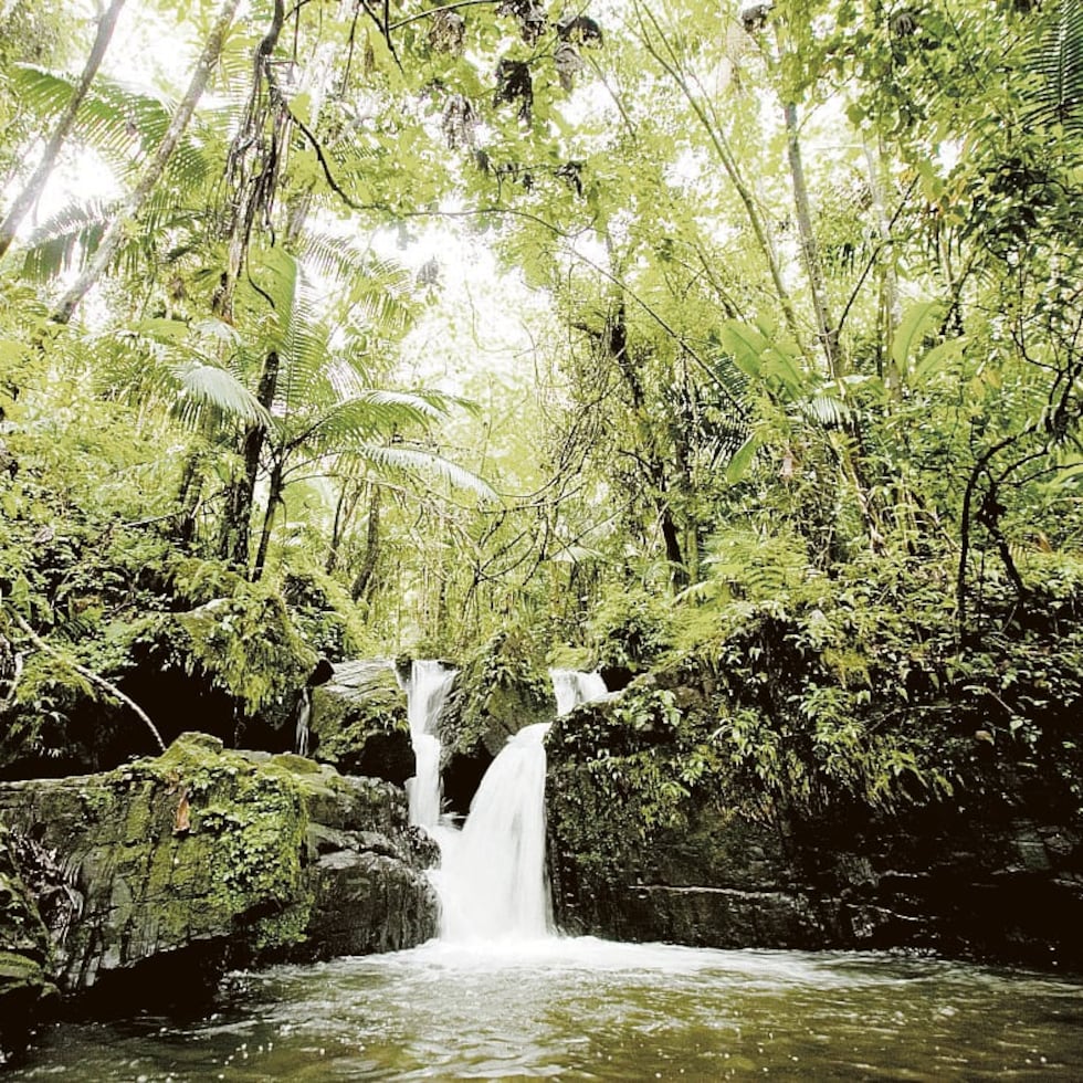 The rains could leave accumulations of water in areas where the rivers of El Yunque and eastern Puerto Rico are located.