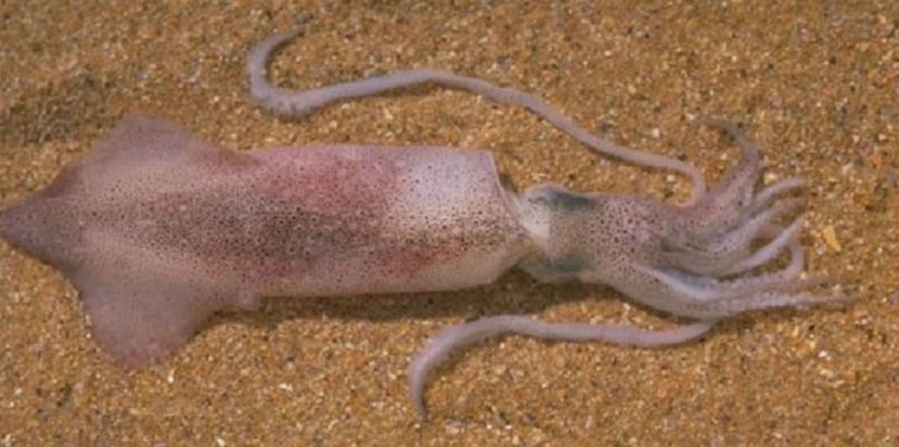 Este calamar habita los manglares y pastos marinos de la costa este de Australia. (Museo Australiano)