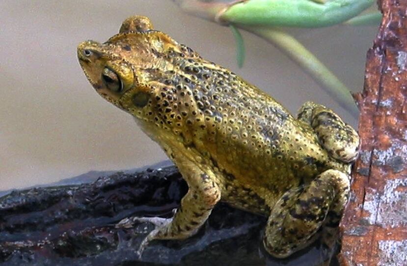 El sapo concho está clasificado como una especie amenazada a nivel federal y en peligro de extinción en el foro estatal. (GFR Media)