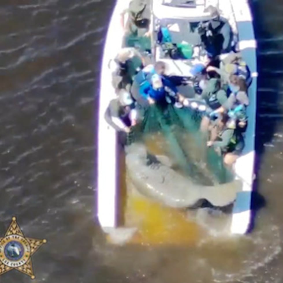 Esta imagen proporcionada por la Oficina del Sheriff del Condado de Lee, Florida Pesca y Vida Silvestre personal de la Comisión de Conservación de la red una madre manatí herido y su cría en el río Orange, cerca de Fort Myers, Florida, el miércoles, 25 de febrero 2026 (Oficina del Sheriff del Condado de Lee a través de AP)