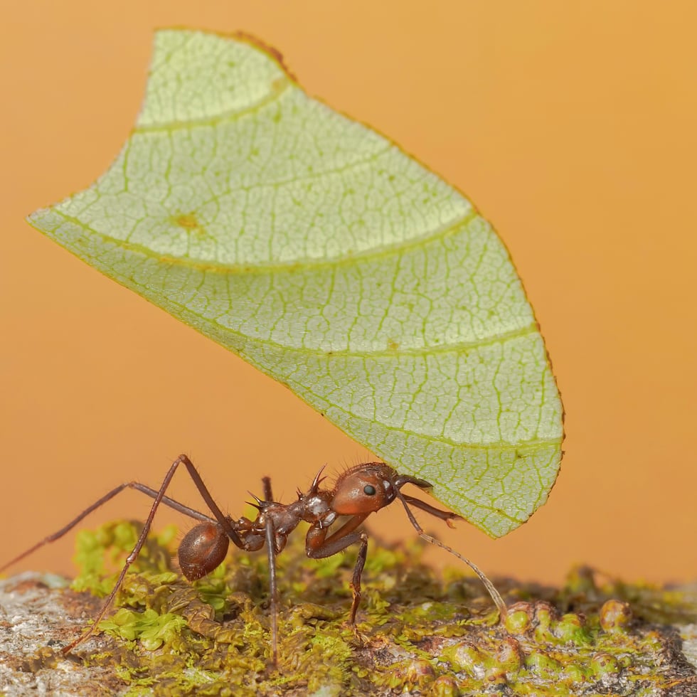 Hormiga cortadora de hojas. Foto capturada en Costa Rica por Alicia Luna Rodríguez.