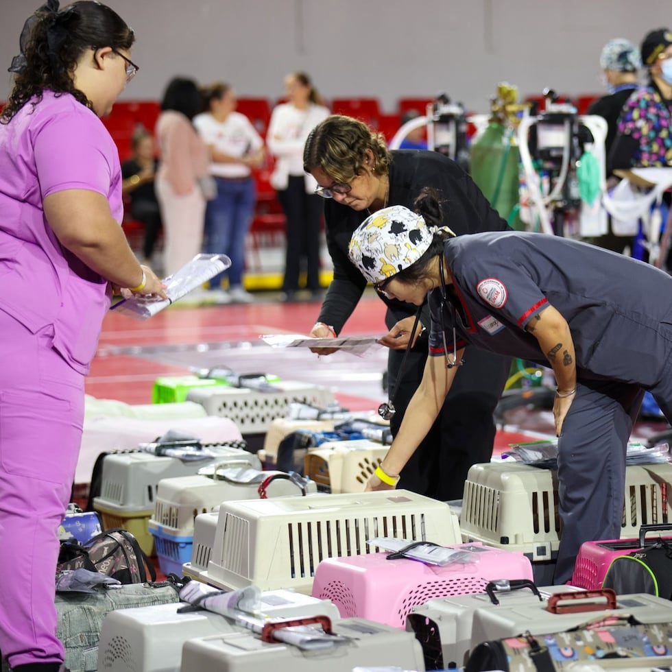 El Segundo Spay Cat Day se celebró en la Cancha Roger Mendoza, en Caguas.