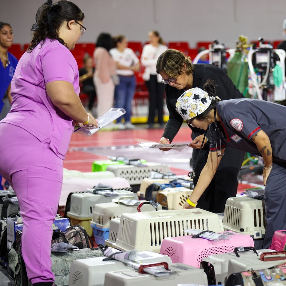 Se logró la esterilización de 420 gatos, como parte de la política pública municipal de bienestar animal.