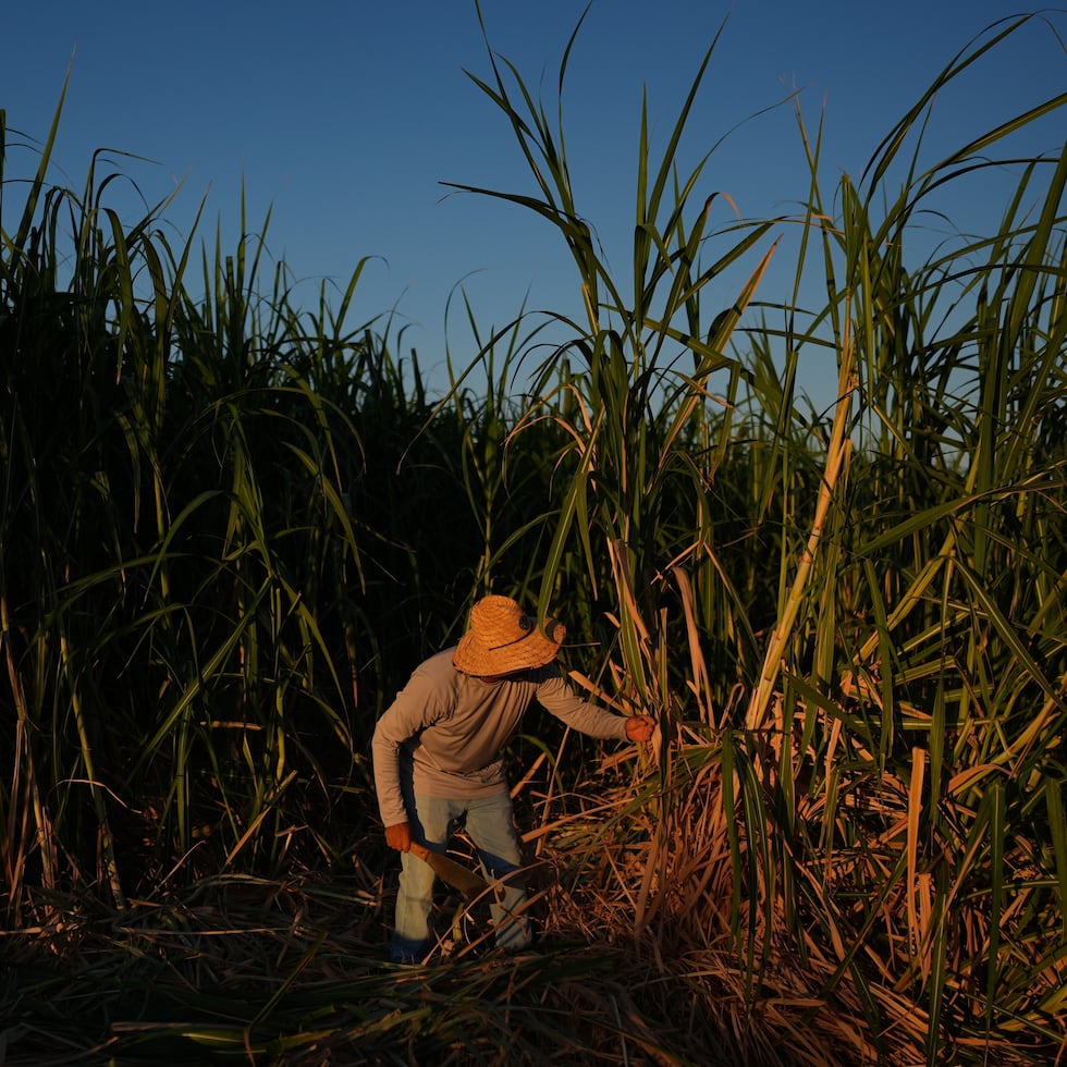 El trabajador agrícola Raúl Cruz corta caña de azúcar en Niland, California. Lo agricultores de estas tierras son cada vez más vulnerables ante el aumento de las temperaturas.