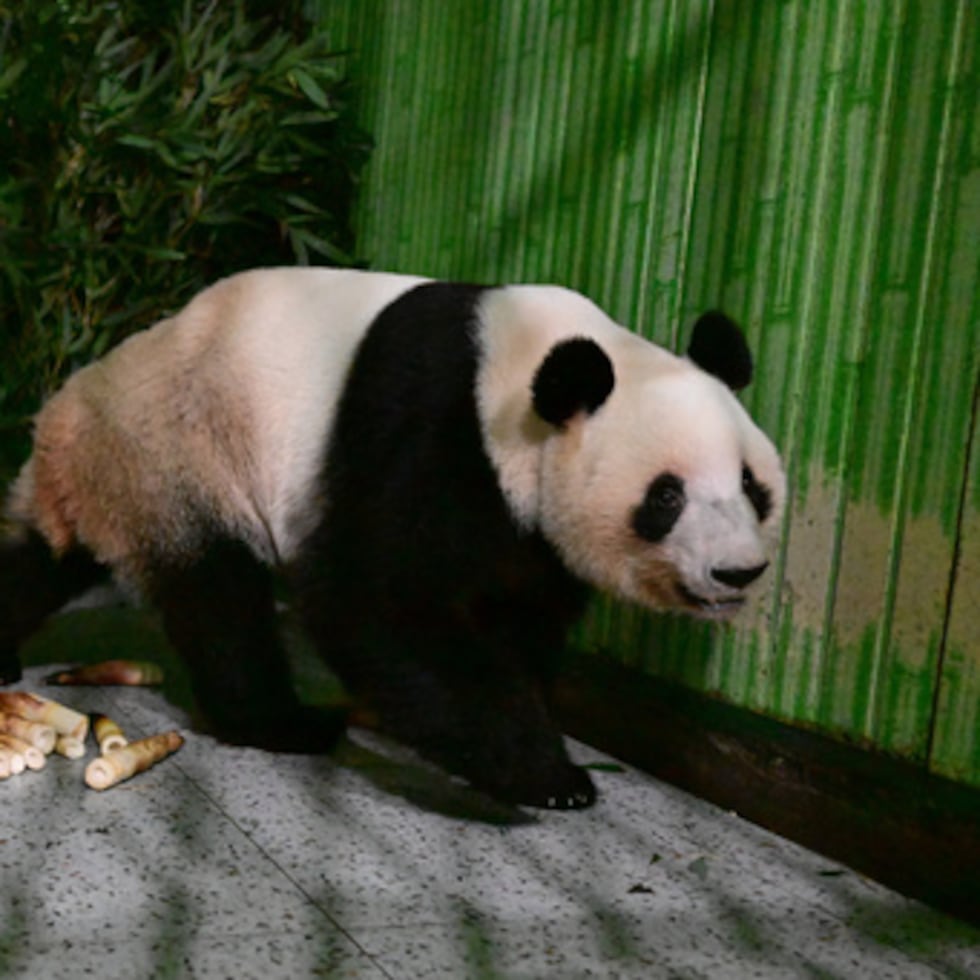 El panda Lei Lei, recién devuelto por Japón, se pasea por su nuevo recinto en el Centro de Conservación e Investigación del Panda Gigante de China.