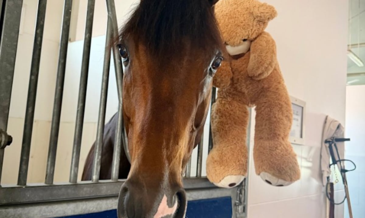 Magnitude: el caballo con vínculo boricua que conquistó el Dubai World Cup y vive con un oso de peluche