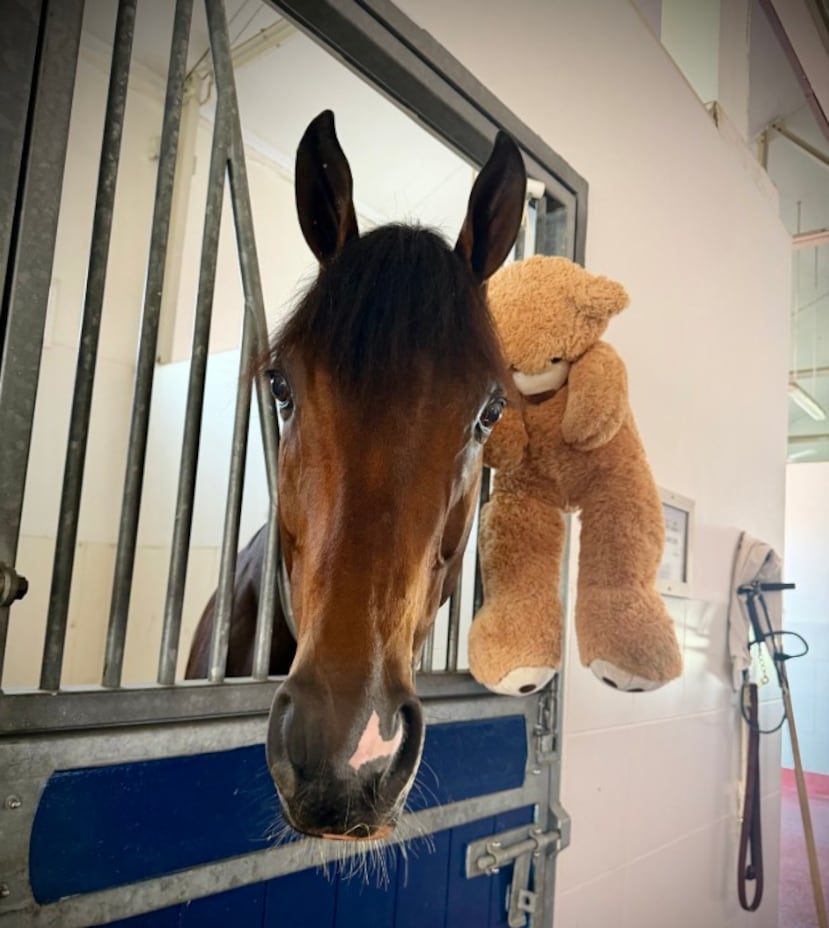 Magnitude en su box, junto al oso de peluche que lo acompaña en cada hipódromo al que llega para competir y en los viajes; un aliado emocional en la exitosa campaña del caballo.