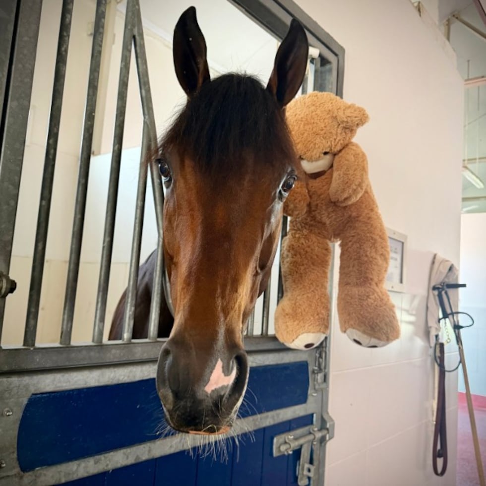 Magnitude en su box, junto al oso de peluche que lo acompaña en cada hipódromo al que llega para competir y en los viajes; un aliado emocional en la exitosa campaña del caballo