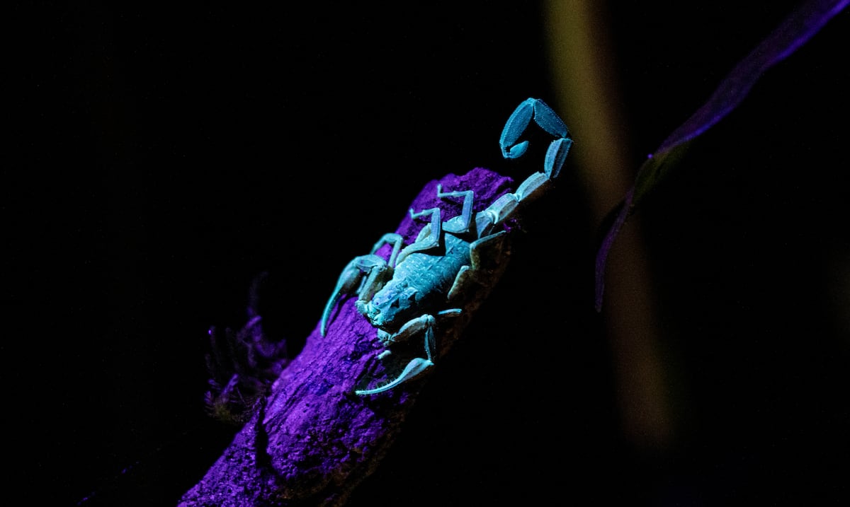 Recorrido nocturno en Río Encantado conecta visitantes con la biodiversidad del karso norteño