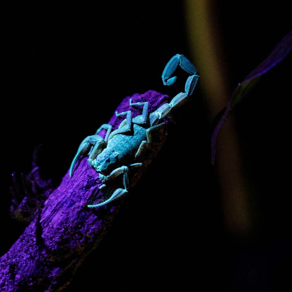 Escorpión moteado de Puerto Rico (“Tityus obtusus”) observado en el recorrido.