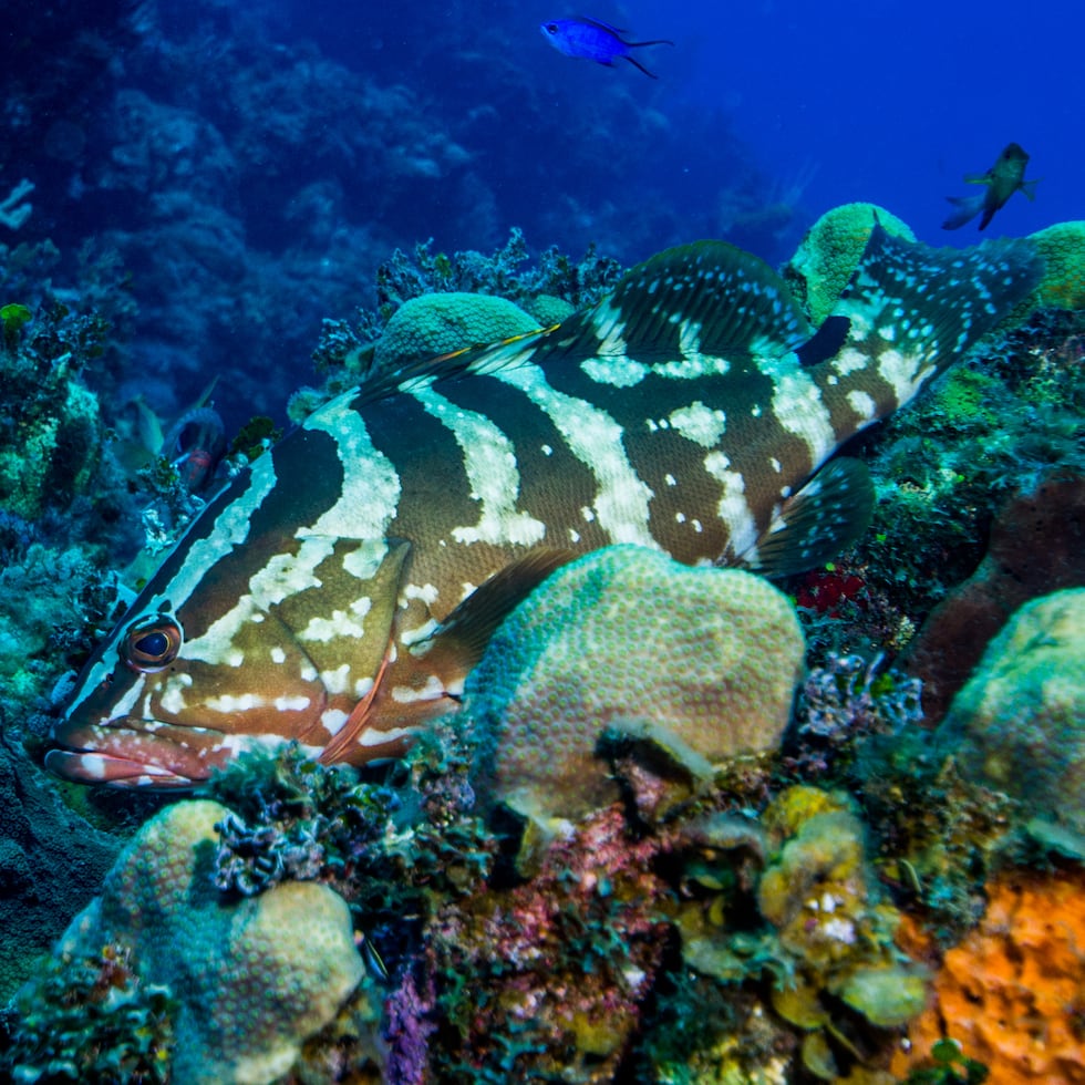 El mero cherna puede alcanzar a medir 40 pulgadas de largo y pesar hasta 55 libras.