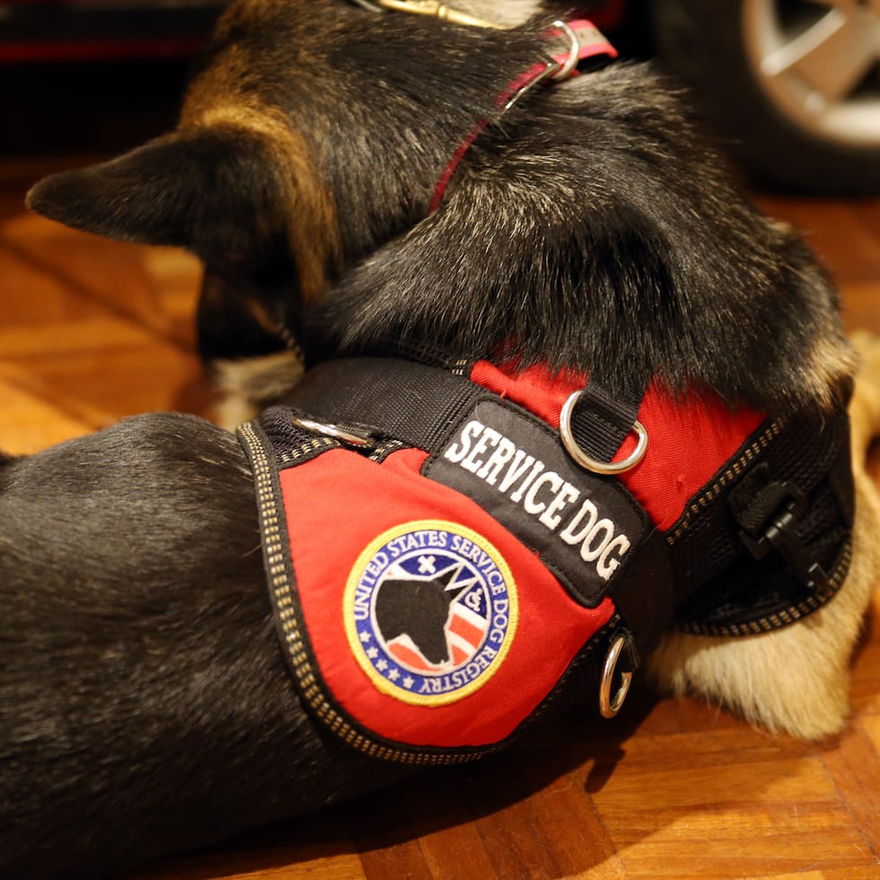 Un nuevo estudio genómico ha evidenciado que los perros viajan con los grupos humanos que migraban y se asentaban en diferentes partes de Europa, Asia y el Ártico desde hace, al menos, más de 10,000 años, y en ocasiones eran objeto de intercambio entre las poblaciones.