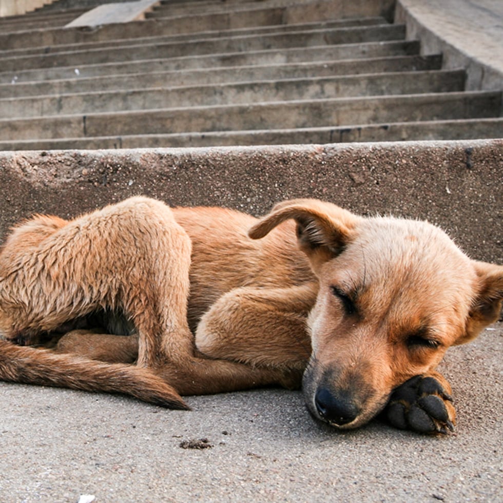 At the close of 2025, the PRPD recorded 580 incidents for alleged violations of Law 154-2008 on animal abuse, but only 60 cases were filed in court.