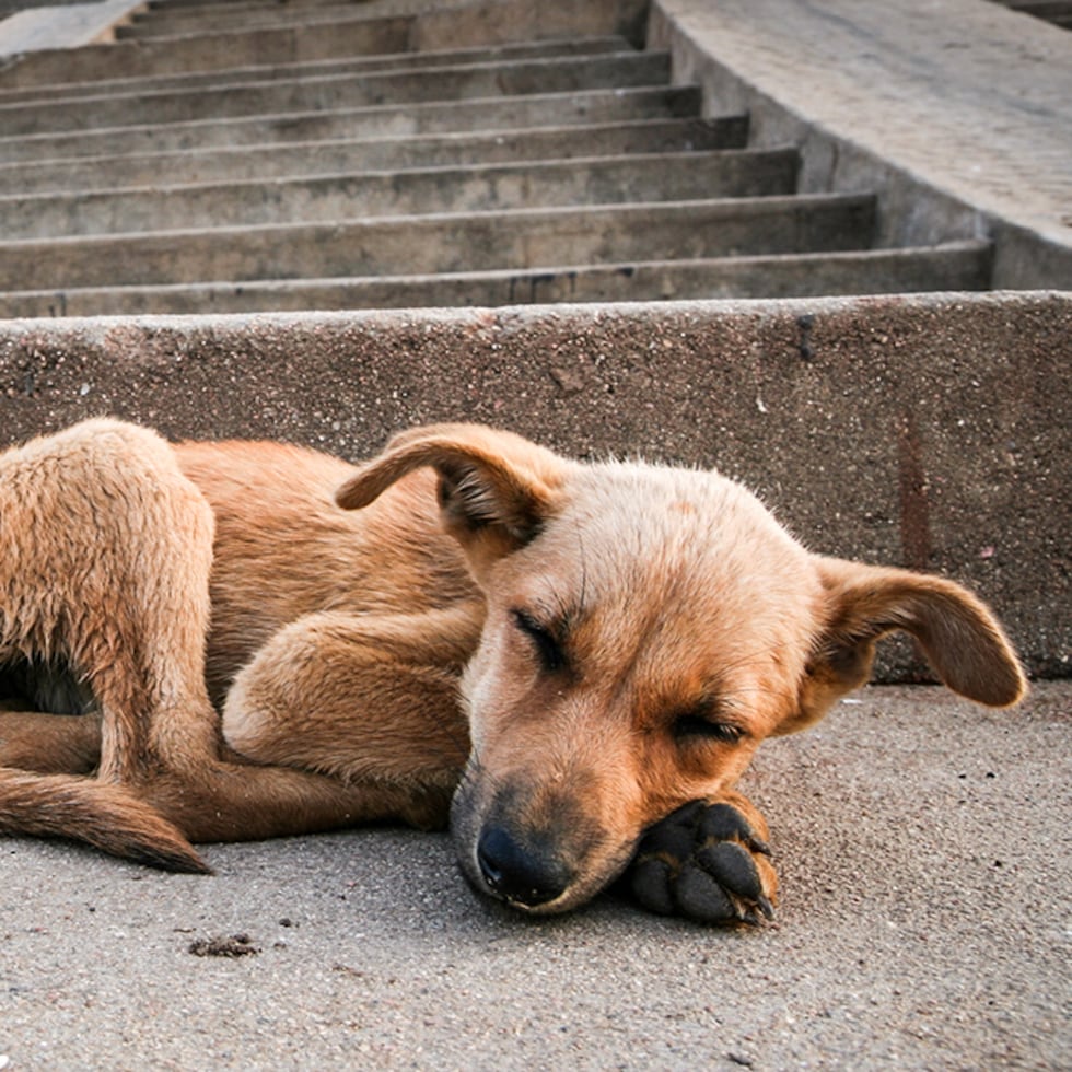 Los descuidos también son penalizados por la Ley para el Bienestar y la Protección de los Animales, ya sea con multas o cárcel.