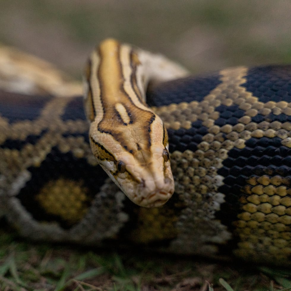 Una imagen de archivo de una pitón reticulada.