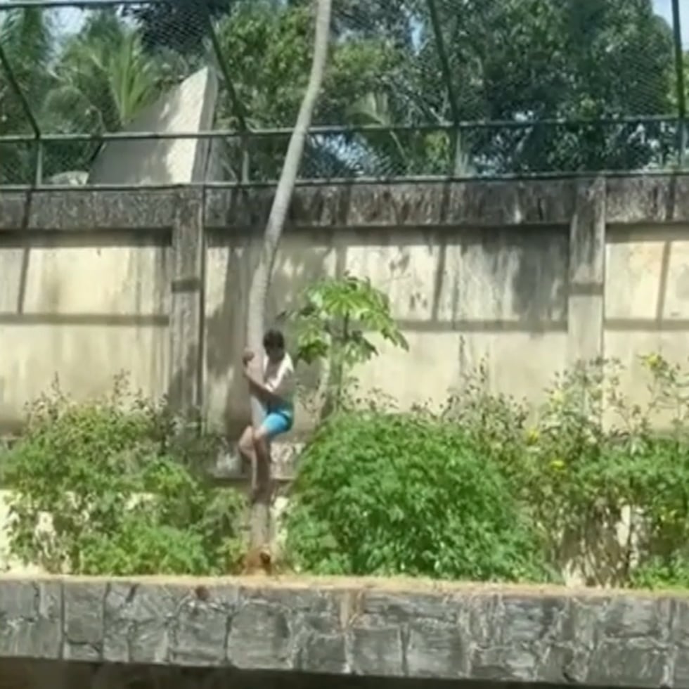 Un hombre murió este domingo al ser atacado por una leona tras invadir el recinto donde permanece el animal en un zoológico de la ciudad de João Pessoa, capital del estado de Paraíba, al noreste de Brasil, informaron fuentes oficiales.