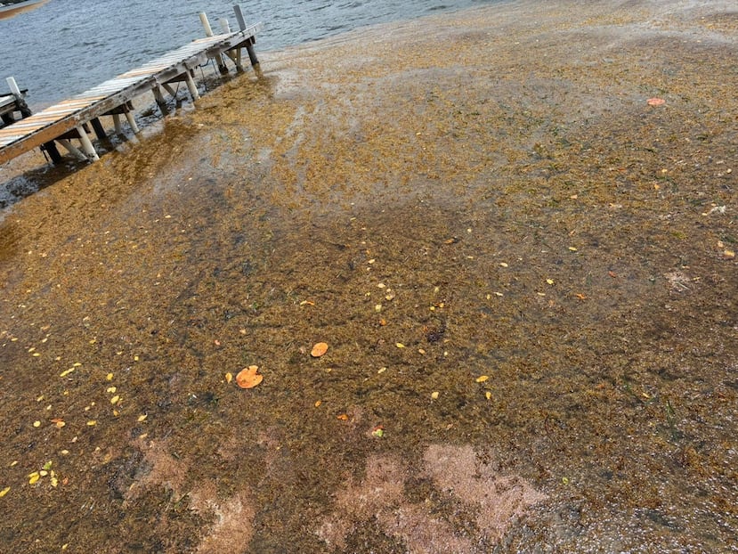 La zona más afectada en Culebra por la presencia del sargazo es Ensenada Honda.