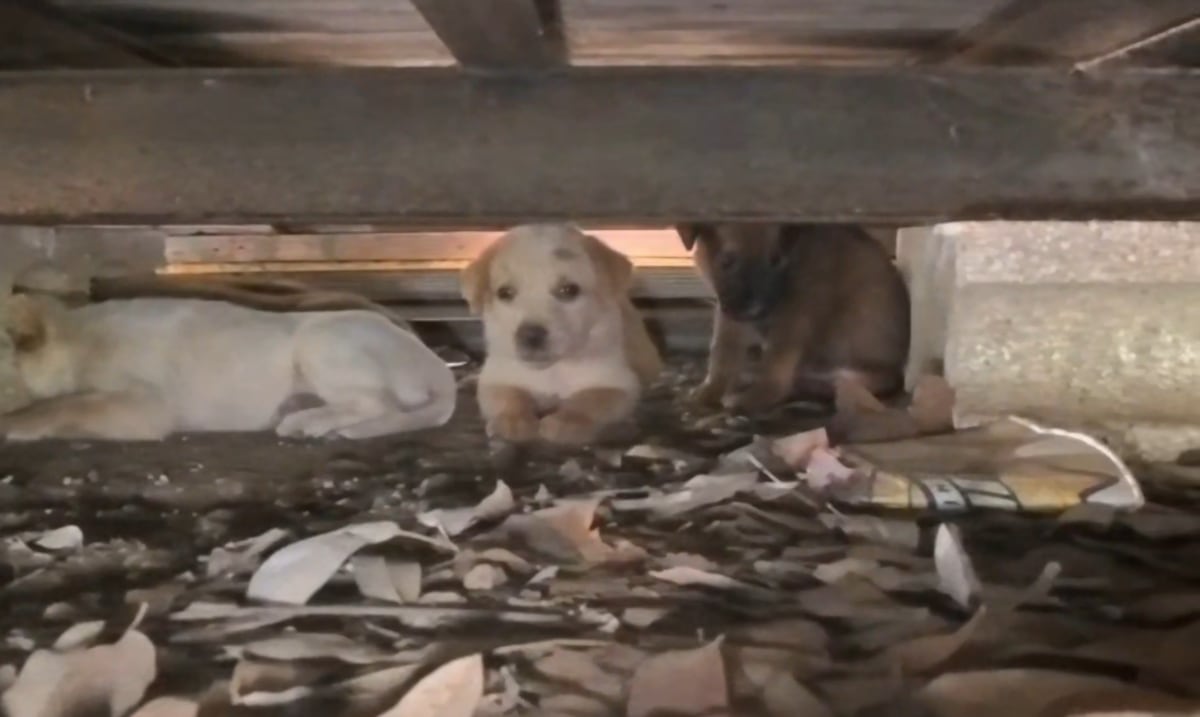 Policía rescata a siete cachorros y su madre atrapados bajo un vagón en Arecibo