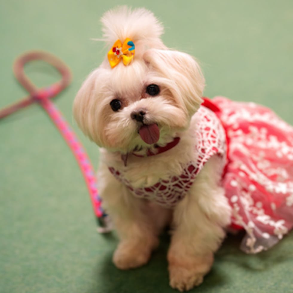 Un bichón frisé se sienta antes del comienzo de un desfile de disfraces en la Pet Expo.