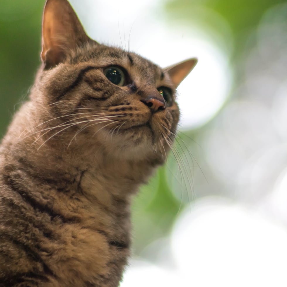 Los gatos afectados por este síndrome pueden mostrar señales de frustración.