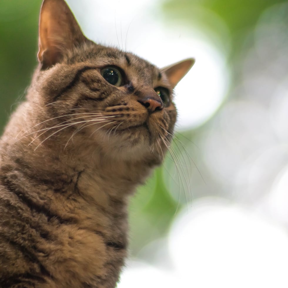 Una imagen de archivo de un gato.