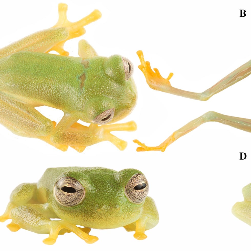 El animal destaca por la piel traslúcida que permite ver algunos de sus órganos interiores.
