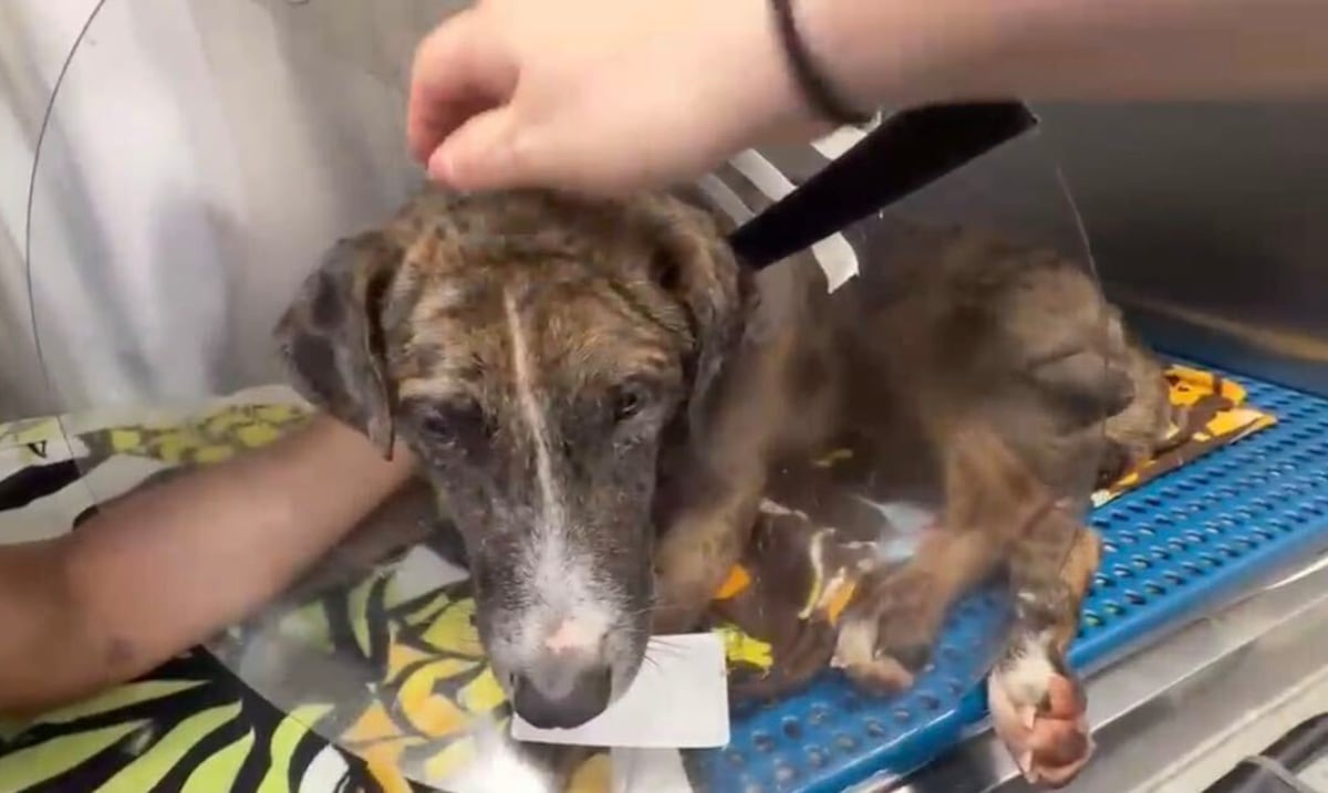 Bolt, el perro herido en balacera fatal en Quebradillas, recupera sensibilidad en sus patas