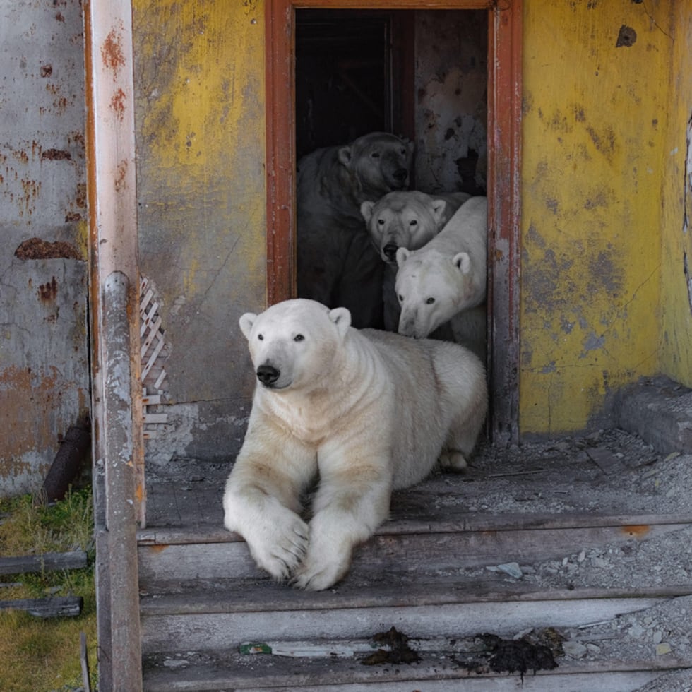 Varios osos polares que se adueñaron de una estación de investigación polar abandonada en la costa oriental de Rusia fueron captados de manera íntima por Vadim Makhorov en imágenes tomadas con un dron.