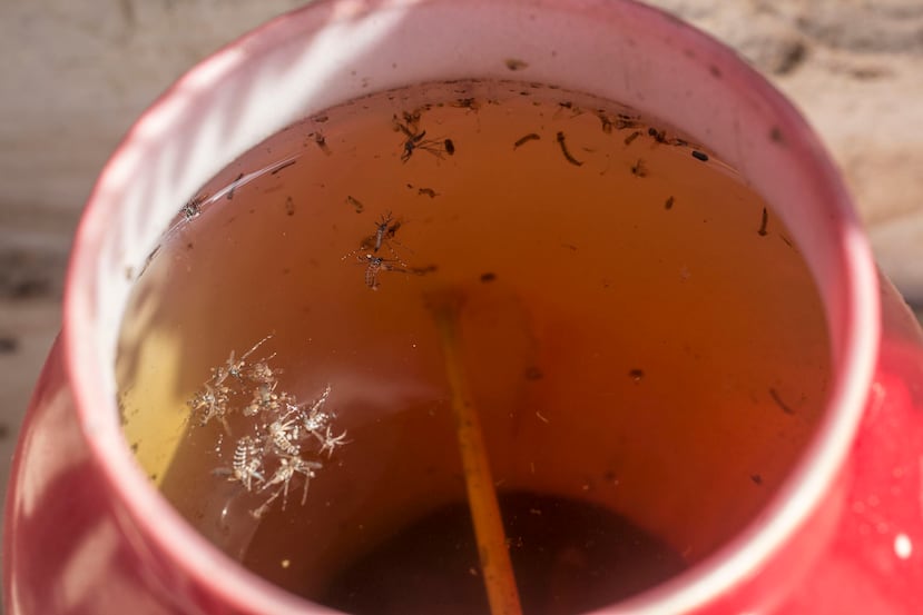 El mosquito Aedes Aegypti, que transmite el virus del Zika, dengue, chikungunya y la fiebre amarilla, se reproduce en agua limpia y no en agua sucia. (AP / Reinaldo Reyes)