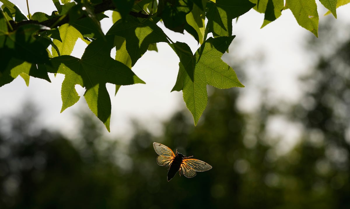 “Cicada”: la nueva variante de COVID bajo vigilancia