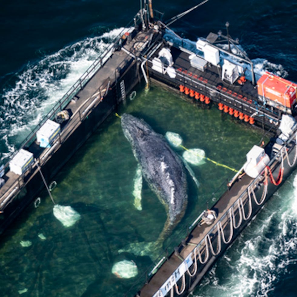 La ballena jorobada recuperada de una bahía poco profunda frente a Wismar es transportada hacia el Mar del Norte en un carguero inundado justo antes de la frontera danesa en Fehmarn. (Philip Dulian/dpa vía AP)