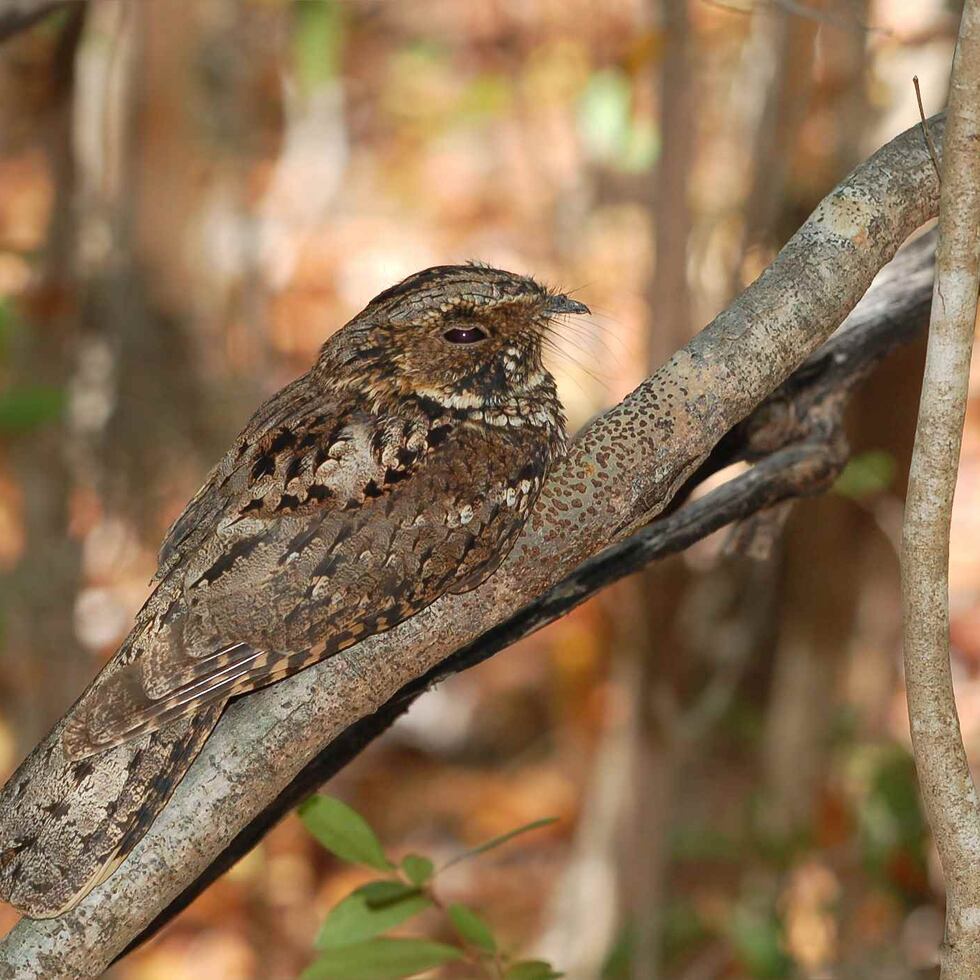 El Comité Caborrojeño Pro Salud y Ambiente ha advertido sobre el impacto que pudiera tener la propuesta construcción sobre la zona de Peñones de Melones, hábitat del guabairo (en la foto) y la mariquita.