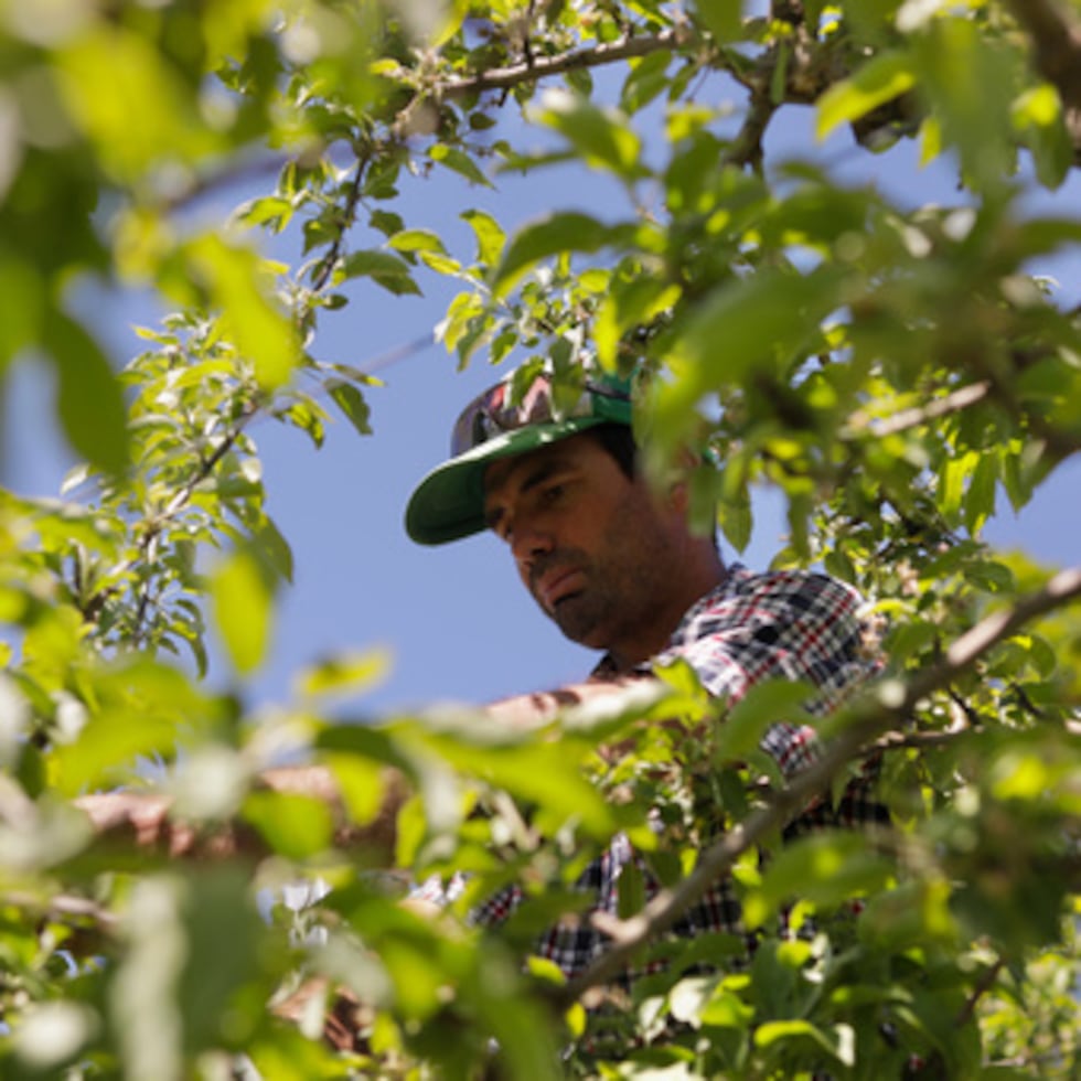 Greg Burtt, propietario de Burtt's Apple Orchard, ata una manguera alrededor de un manzano para estabilizarlo en Cabot, Vermont.